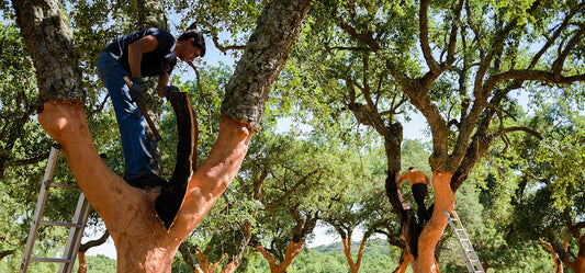 How Cork is Harvested