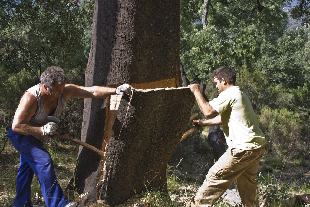 Two workers use axes to lift a large sheet of cork bark from a tree.