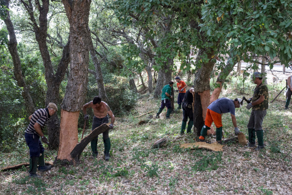 A team harvests cork among woodland trees, with freshly exposed trunks and bark sheets on the ground.