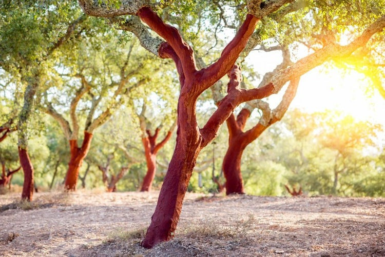 Sunlight falls across cork oaks with reddish trunks exposed after the outer bark has been harvested.